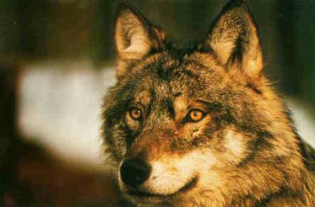 le loup